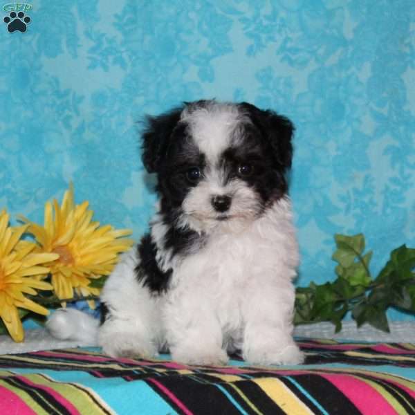Heron, Maltipoo Puppy